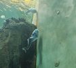 PICTURES/Oregon Coast Aquarium - Newport/t_Crooked Fish3q.jpg